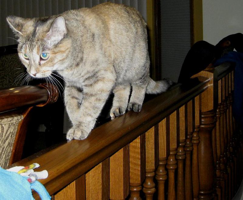 abby on the railing 2.jpg